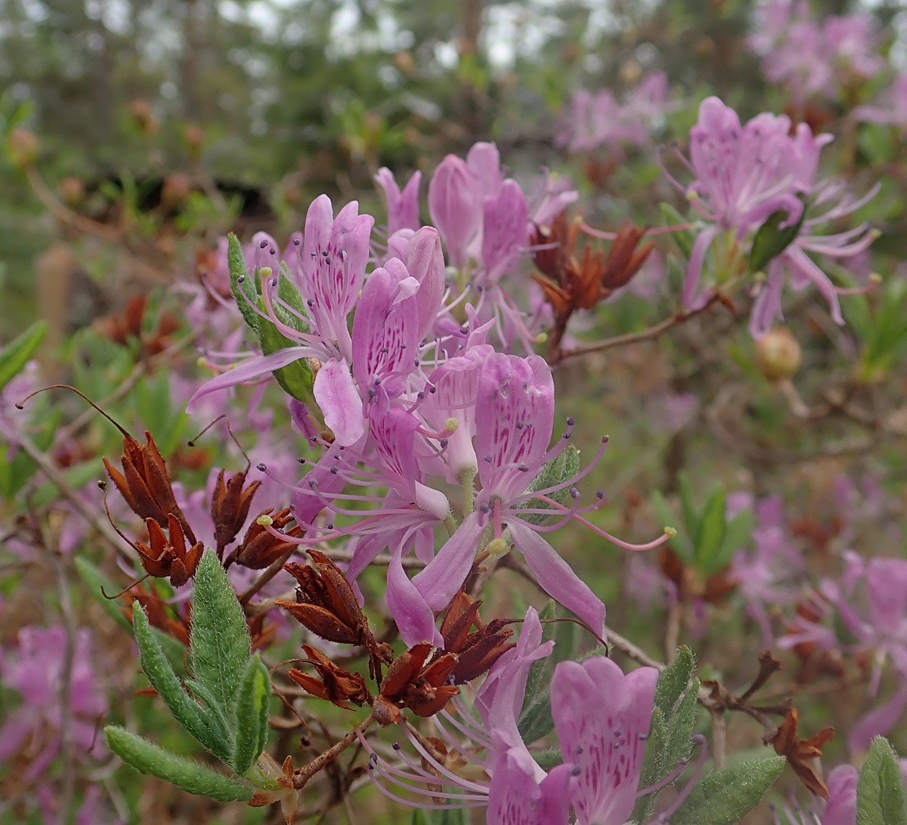 R. canadense
